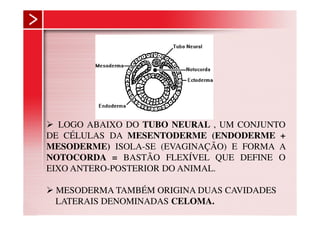 LOGO ABAIXO DO TUBO NEURAL , UM CONJUNTO
DE CÉLULAS DA MESENTODERME (ENDODERME +
MESODERME) ISOLA-SE (EVAGINAÇÃO) E FORMA A
NOTOCORDA = BASTÃO FLEXÍVEL QUE DEFINE O
EIXO ANTERO-POSTERIOR DO ANIMAL.

 MESODERMA TAMBÉM ORIGINA DUAS CAVIDADES
 LATERAIS DENOMINADAS CELOMA.
 