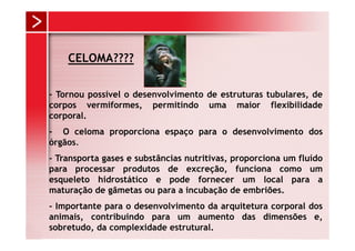 CELOMA????

- Tornou possível o desenvolvimento de estruturas tubulares, de
corpos vermiformes, permitindo uma maior flexibilidade
corporal.
- O celoma proporciona espaço para o desenvolvimento dos
órgãos.
- Transporta gases e substâncias nutritivas, proporciona um fluído
para processar produtos de excreção, funciona como um
esqueleto hidrostático e pode fornecer um local para a
maturação de gâmetas ou para a incubação de embriões.
- Importante para o desenvolvimento da arquitetura corporal dos
animais, contribuindo para um aumento das dimensões e,
sobretudo, da complexidade estrutural.
 