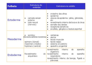 (Estruturas epiteliais transitórias)
 