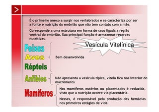 É o primeiro anexo a surgir nos vertebrados e se caracteriza por ser
a fonte e nutrição do embrião que não tem contato com a mãe.
Corresponde a uma estrutura em forma de saco ligada a região
ventral do embrião. Sua principal função é armazenar reservas
nutritivas.

                                   Vesícula Vitelínica
                Bem desenvolvida




                Não apresenta a vesícula típica, vitelo fica nos interior dos
                macrômeros
                  Nos mamíferos eutérios ou placentados é reduzida,
                  visto que a nutrição ocorre via placentária.
                  Nesses, é responsável pela produção das hemácias
                  nos primeiros estágios de vida.
 