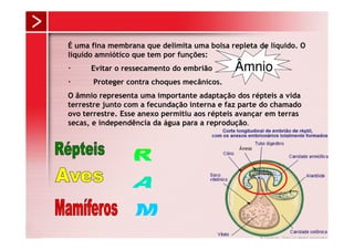 É uma fina membrana que delimita uma bolsa repleta de líquido. O
líquido amniótico que tem por funções:
      Evitar o ressecamento do embrião       Âmnio
      Proteger contra choques mecânicos.
O âmnio representa uma importante adaptação dos répteis a vida
terrestre junto com a fecundação interna e faz parte do chamado
ovo terrestre. Esse anexo permitiu aos répteis avançar em terras
secas, e independência da água para a reprodução.
 
