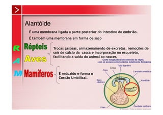 Alantóide
 É uma membrana ligada a parte posterior do intestino do embrião.
 É também uma membrana em forma de saco

               Trocas gasosas, armazenamento de excretas, remoções de
               sais de cálcio da casca e incorporação no esqueleto,
               facilitando a saída do animal ao nascer.



                  É reduzido e forma o
                  Cordão Umbilical.
 