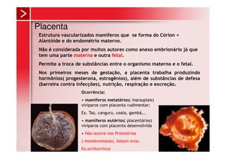 Placenta
 Estrutura vascularizados mamíferos que se forma do Córion +
 Alantóide e do endométrio materno.
 Não é considerada por muitos autores como anexo embrionário já que
 tem uma parte materna e outra fetal.
 Permite a troca de substâncias entre o organismo materno e o fetal.
 Nos primeiros meses de gestação, a placenta trabalha produzindo
 hormônios( progesterona, estrogênios), além de substâncias de defesa
 (barreira contra infecções), nutrição, respiração e excreção.
                   Ocorrência:
                   • mamíferos metatérios( marsupiais)
                   vivíparos com placenta rudimentar;
                   Ex. Taz, canguru, coala, gambá,..
                   • mamíferos eutérios( placentários)
                   vivíparos com placenta desenvolvida
                   • Não ocorre nos Prototérios
                   ( monotrematas), botam ovos.
                   Ex.ornitorrinco
 