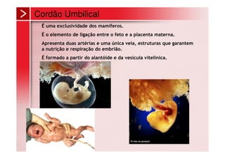 Cordão Umbilical
 É uma exclusividade dos mamíferos.
 É o elemento de ligação entre o feto e a placenta materna.
 Apresenta duas artérias e uma única veia, estruturas que garantem
 a nutrição e respiração do embrião.
 É formado a partir do alantóide e da vesícula vitelínica.
 
