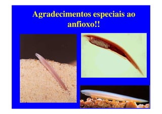 Agradecimentos especiais ao
        anfioxo!!




xx/xx       53
 