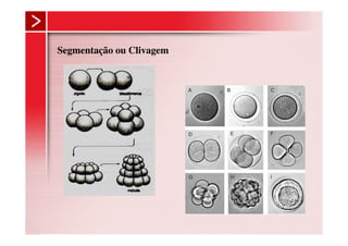 Segmentação ou Clivagem
 