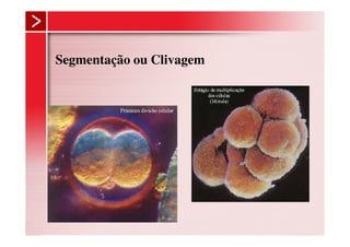 Segmentação ou Clivagem
 