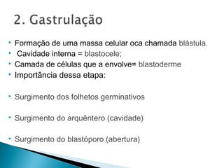  Formação de uma massa celular oca chamada blástula. 
 Cavidade interna = blastocele; 
 Camada de células que a envolve= blastoderme 
 Importância dessa etapa: 
 Surgimento dos folhetos germinativos 
 Surgimento do arquêntero (cavidade) 
 Surgimento do blastóporo (abertura) 
 