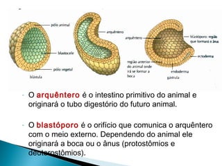 - O arquêntero é o intestino primitivo do animal e 
originará o tubo digestório do futuro animal. 
- O blastóporo é o orifício que comunica o arquêntero 
com o meio externo. Dependendo do animal ele 
originará a boca ou o ânus (protostômios e 
deuterostômios). 
 