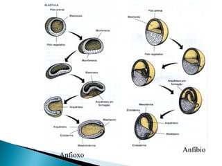 Anfioxo 
Anfíbio 
 