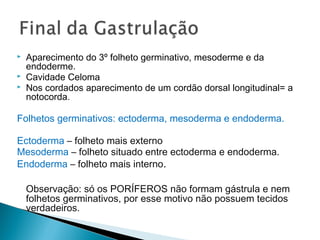  Aparecimento do 3º folheto germinativo, mesoderme e da 
endoderme. 
 Cavidade Celoma 
 Nos cordados aparecimento de um cordão dorsal longitudinal= a 
notocorda. 
Folhetos germinativos: ectoderma, mesoderma e endoderma. 
Ectoderma – folheto mais externo 
Mesoderma – folheto situado entre ectoderma e endoderma. 
Endoderma – folheto mais interno. 
Observação: só os PORÍFEROS não formam gástrula e nem 
folhetos germinativos, por esse motivo não possuem tecidos 
verdadeiros. 
 