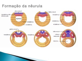 Formação da nêurula 
 