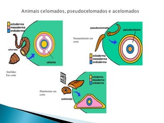 Anelídeo 
Em corte 
Nematelminto em 
corte 
Platelminto em 
corte 
 