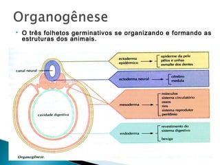  O três folhetos germinativos se organizando e formando as 
estruturas dos animais. 
 
