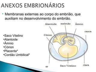  Membranas externas ao corpo do embrião, que 
auxiliam no desenvolvimento do embrião. 
•Saco Vitelino 
•Alantoide 
•Âmnio 
•Córion 
•Placenta* 
•Cordão Umbilical* 
 