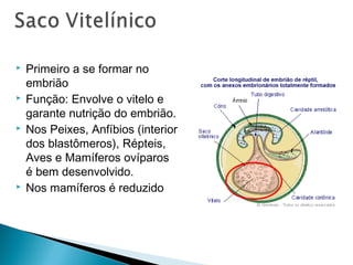  Primeiro a se formar no 
embrião 
 Função: Envolve o vitelo e 
garante nutrição do embrião. 
 Nos Peixes, Anfíbios (interior 
dos blastômeros), Répteis, 
Aves e Mamíferos ovíparos 
é bem desenvolvido. 
 Nos mamíferos é reduzido 
 