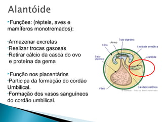 Funções: (répteis, aves e 
mamíferos monotremados): 
•Armazenar excretas 
•Realizar trocas gasosas 
•Retirar cálcio da casca do ovo 
e proteína da gema 
Função nos placentários 
•Participa da formação do cordão 
Umbilical. 
•Formação dos vasos sanguíneos 
do cordão umbilical. 
 
