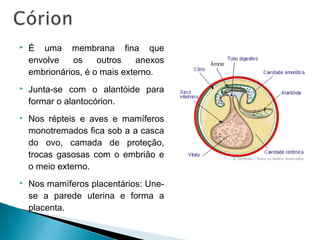  É uma membrana fina que 
envolve os outros anexos 
embrionários, é o mais externo. 
 Junta-se com o alantóide para 
formar o alantocórion. 
 Nos répteis e aves e mamíferos 
monotremados fica sob a a casca 
do ovo, camada de proteção, 
trocas gasosas com o embrião e 
o meio externo. 
 Nos mamíferos placentários: Une-se 
a parede uterina e forma a 
placenta. 
 