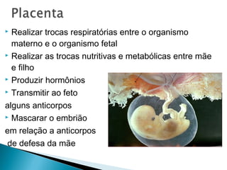  Realizar trocas respiratórias entre o organismo 
materno e o organismo fetal 
 Realizar as trocas nutritivas e metabólicas entre mãe 
e filho 
 Produzir hormônios 
 Transmitir ao feto 
alguns anticorpos 
 Mascarar o embrião 
em relação a anticorpos 
de defesa da mãe 
 