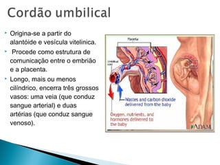  Origina-se a partir do 
alantóide e vesícula vitelinica. 
 Procede como estrutura de 
comunicação entre o embrião 
e a placenta. 
 Longo, mais ou menos 
cilíndrico, encerra três grossos 
vasos: uma veia (que conduz 
sangue arterial) e duas 
artérias (que conduz sangue 
venoso). 
 