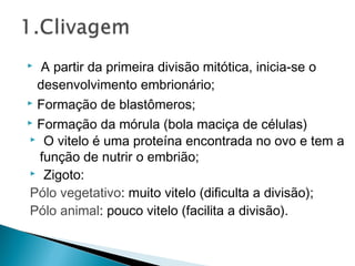  A partir da primeira divisão mitótica, inicia-se o 
desenvolvimento embrionário; 
 Formação de blastômeros; 
 Formação da mórula (bola maciça de células) 
 O vitelo é uma proteína encontrada no ovo e tem a 
função de nutrir o embrião; 
 Zigoto: 
Pólo vegetativo: muito vitelo (dificulta a divisão); 
Pólo animal: pouco vitelo (facilita a divisão). 
 