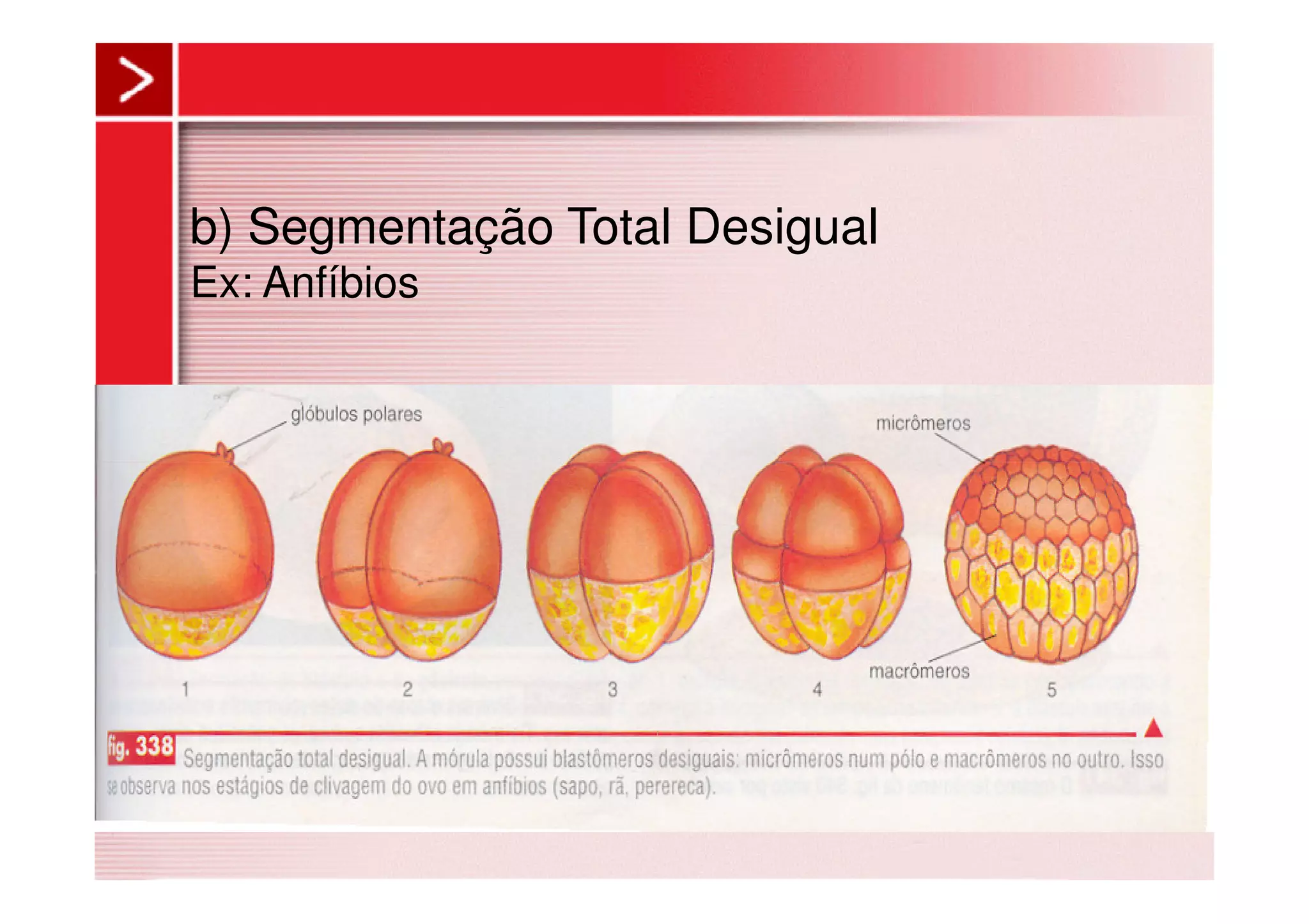 b) Segmentação Total Desigual
Ex: Anfíbios