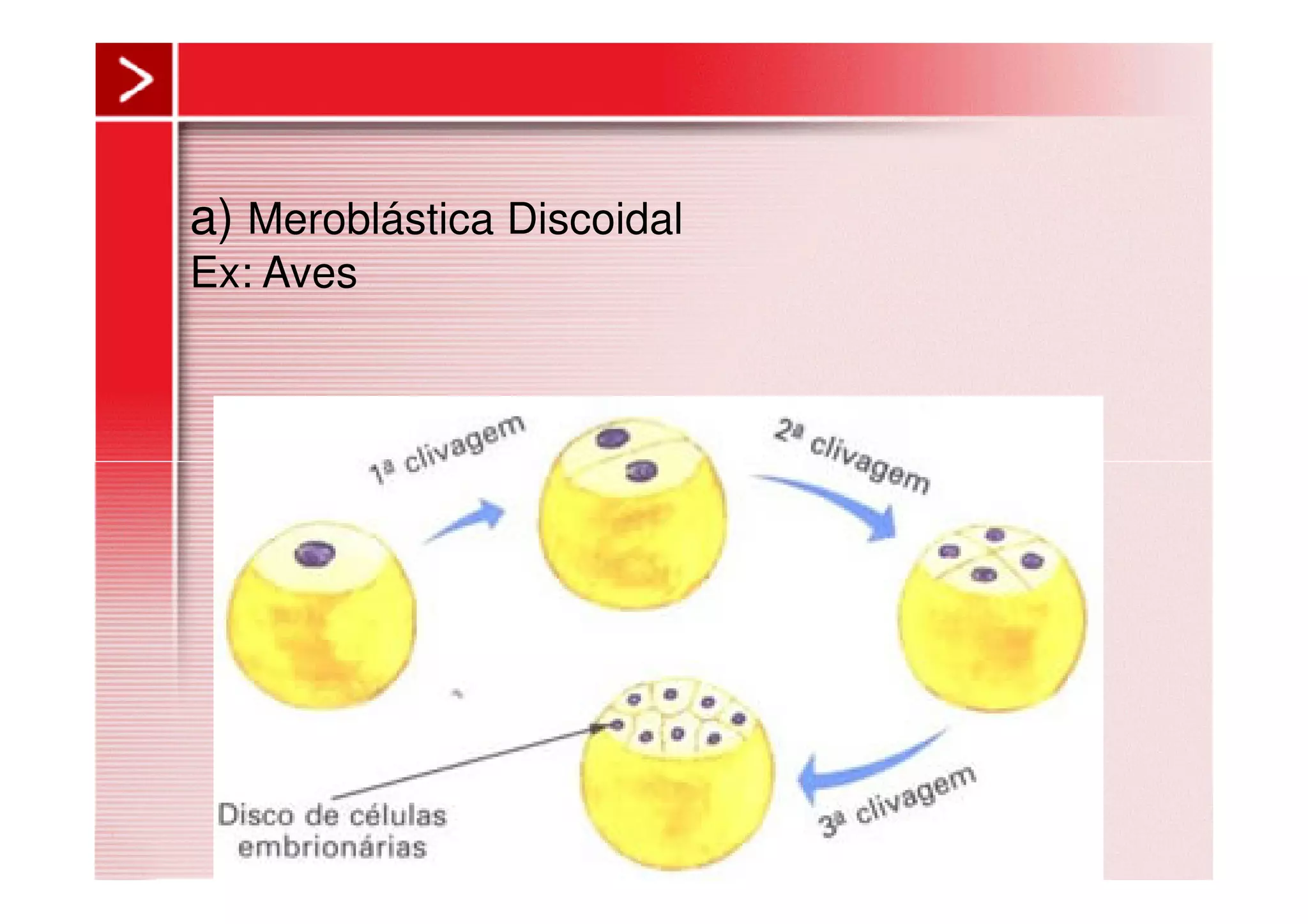 a) Meroblástica Discoidal
Ex: Aves