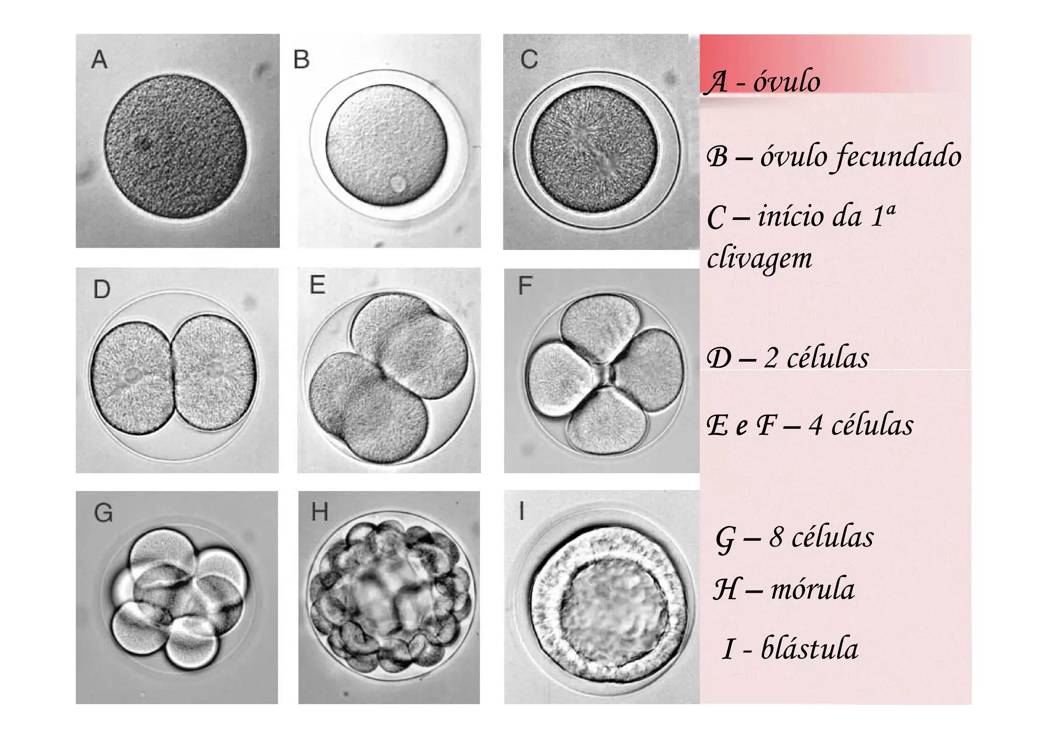 AAAA ---- óvulo
CCCC –––– início da 1ª
clivagem
BBBB –––– óvulo fecundado
DDDD –––– 2 célulasDDDD –––– 2 células
E e FE e FE e FE e F –––– 4 células
GGGG –––– 8 células
HHHH –––– mórula
IIII ---- blástula