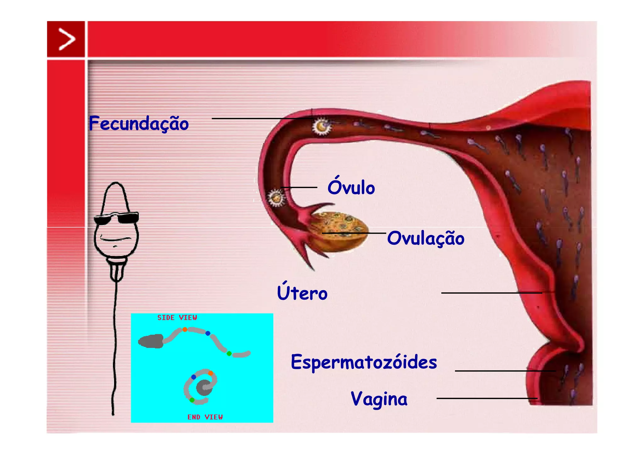 Ovulação
Óvulo
Fecundação
Vagina
Espermatozóides
Útero
Ovulação