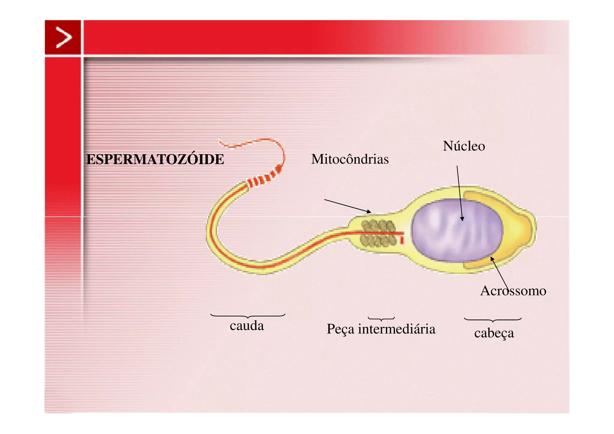 ESPERMATOZÓIDE Mitocôndrias
Núcleo
Peça intermediáriacauda
cabeça
Acrossomo
