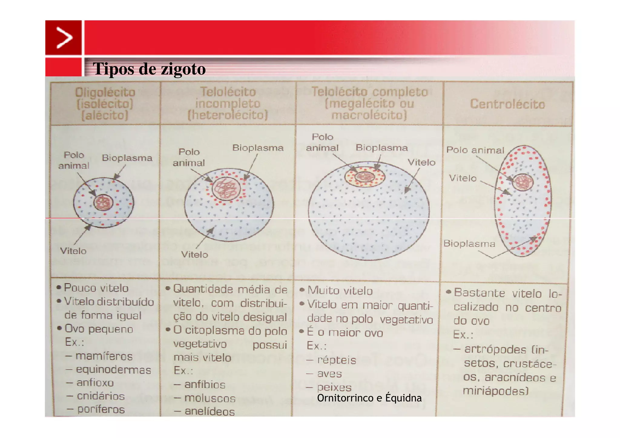 Tipos de zigoto
Ornitorrinco e Équidna