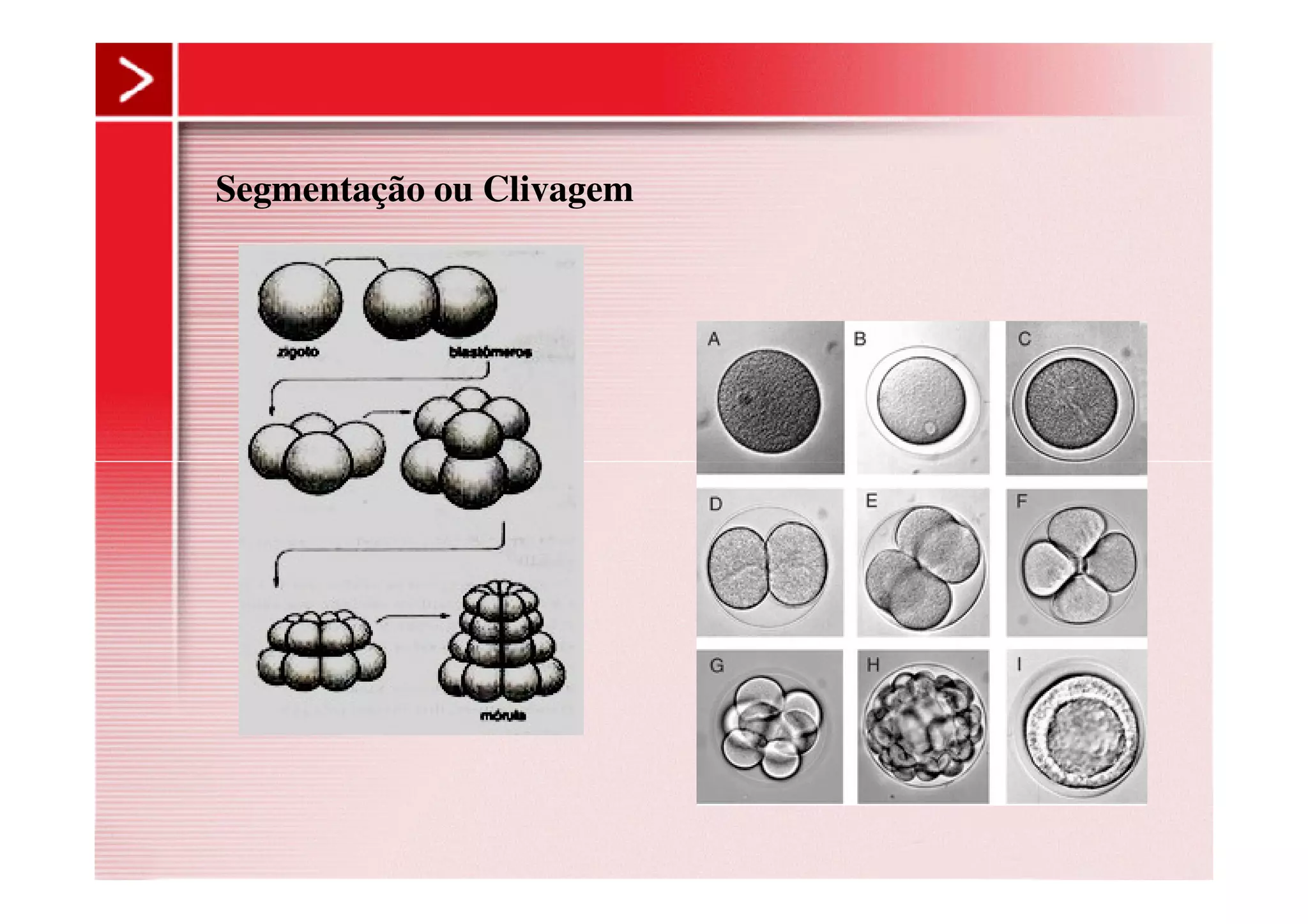 Segmentação ou Clivagem
