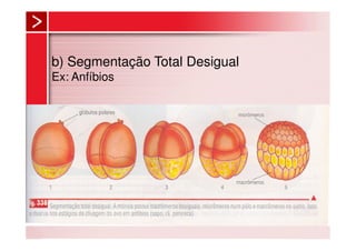b) Segmentação Total Desigual
Ex: Anfíbios