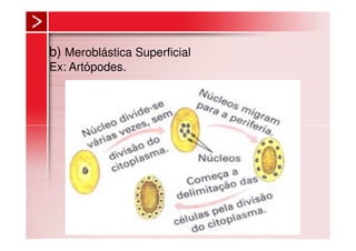 b) Meroblástica Superficial
Ex: Artópodes.
