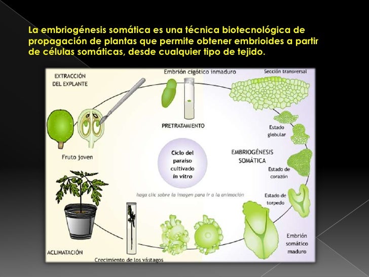 Embriogénesis somática