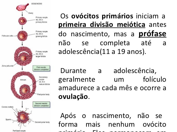 Caso O Ovócito Não Seja Fecundado O Que Ocorre