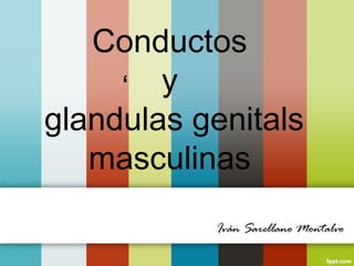Conductos 
y 
‘ 
glandulas genitals 
masculinas 
Iván Sarellano Montalvo 
 