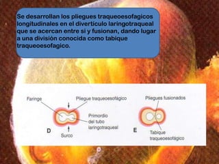 Este tabique divide a la porción craneal del intestino
anterior en una parte ventral.
El tubulolaringotraqueal (primordio ...