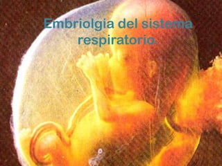 Embriolgia del sistema
    respiratorio.
 