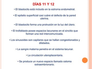 DÍAS 11 Y 12 El blastocito está incluido en la estroma endometrial.