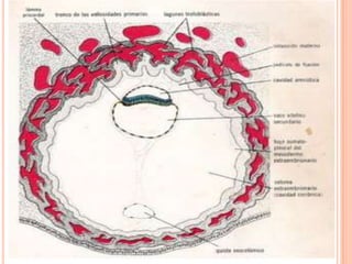 El trofoblasto posee espacios lacunares en el sincitio que forman una red intercomunicada.