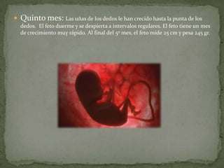 Quinto mes: Las uñas de los dedos le han crecido hasta la punta de los dedos.  El feto duerme y se despierta a intervalos regulares. El feto tiene un mes de crecimiento muy rápido. Al final del 5º mes, el feto mide 25 cm y pesa 245 gr.