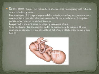                                                             Sexto mes: La piel del futuro bebé ahora es roja y arrugada y está cubierta de un vello fino y suave.En esta etapa el feto es por lo general demasiado pequeño y sus pulmones aún no están listos para vivir afuera de su madre. Si naciera ahora, el feto quizás podría sobrevivir con cuidado intensivo.Los párpados se empiezan a despegar y los ojos se abren.Ya se pueden ver las líneas de los dedos de las manos y de los pies. El feto continúa su rápido crecimiento. Al final del 6º mes, el feto mide 30 cm y pesa 640 gr. 