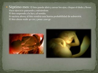 Séptimo mes: El feto puede abrir y cerrar los ojos, chupar el dedo y llorar.Hace ejercicio pateando y estirándose.El feto responde a la luz y al sonido.Si naciera ahora, el feto tendría una buena probabilidad de sobrevivir.El feto ahora mide 40 cm y pesa 1.200 gr.
