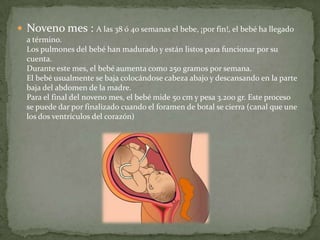 Noveno mes : A las 38 ó 40 semanas el bebe, ¡por fin!, el bebé ha llegado a término.Los pulmones del bebé han madurado y están listos para funcionar por su cuenta.Durante este mes, el bebé aumenta como 250 gramos por semana.El bebé usualmente se baja colocándose cabeza abajo y descansando en la parte baja del abdomen de la madre.Para el final del noveno mes, el bebé mide 50 cm y pesa 3.200 gr. Este proceso se puede dar por finalizado cuando el foramen de botal se cierra (canal que une los dos ventrículos del corazón)