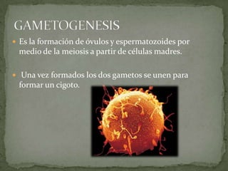Es la formación de óvulos y espermatozoides por medio de la meiosis a partir de células madres. Una vez formados los dos gametos se unen para formar un cigoto. GAMETOGENESIS 