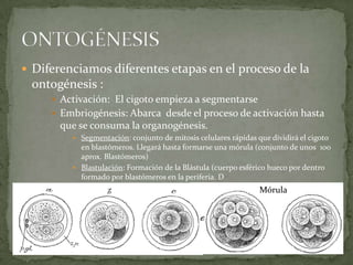 Diferenciamos diferentes etapas en el proceso de la ontogénesis :Activación:  El cigoto empieza a segmentarseEmbriogénesis: Abarca  desde el proceso de activación hasta que se consuma la organogénesis. Segmentación: conjunto de mitosis celulares rápidas que dividirá el cigoto en blastómeros. Llegará hasta formarse una mórula (conjunto de unos  100 aprox. Blastómeros)Blastulación: Formación de la Blástula (cuerpo esférico hueco por dentro formado por blastómeros en la periferia. DONTOGÉNESISMórula