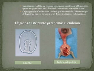 Gastrulación:  La blástula empieza invaginarse formándose  el blastoporo que se ira agrandando hasta formar el arquénteron  (futura boca-ano)Organogénesis : Conjuntos de cambios que hacen que las diferentes capas de la gástrula pasen a convertir-se en diferentes órganos rudimentáriosLlegados a este punto ya tenemos el embrión.    Embrión de gallina             Gástrula