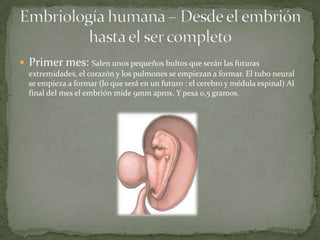 Primer mes: Salen unos pequeños bultos que serán las futuras extremidades, el corazón y los pulmones se empiezan a formar. El tubo neural se empieza a formar (lo que será en un futuro : el cerebro y médula espinal) Al final del mes el embrión mide 9mm aprox. Y pesa 0,5 gramos. Embriología humana – Desde el embrión hasta el ser completo