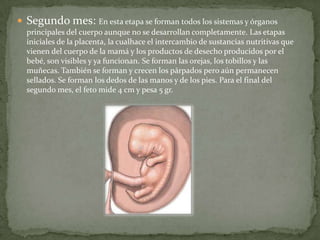 Segundo mes: En esta etapa se forman todos los sistemas y órganos principales del cuerpo aunque no se desarrollan completamente. Las etapas iniciales de la placenta, la cualhace el intercambio de sustancias nutritivas que vienen del cuerpo de la mamá y los productos de desecho producidos por el bebé, son visibles y ya funcionan. Se forman las orejas, los tobillos y las muñecas. También se forman y crecen los párpados pero aún permanecen sellados. Se forman los dedos de las manos y de los pies. Para el final del segundo mes, el feto mide 4 cm y pesa 5 gr.